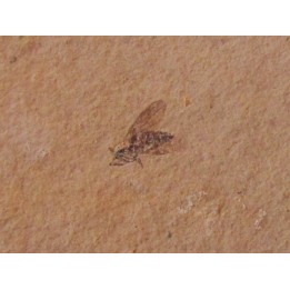 insecte: DIPTERE