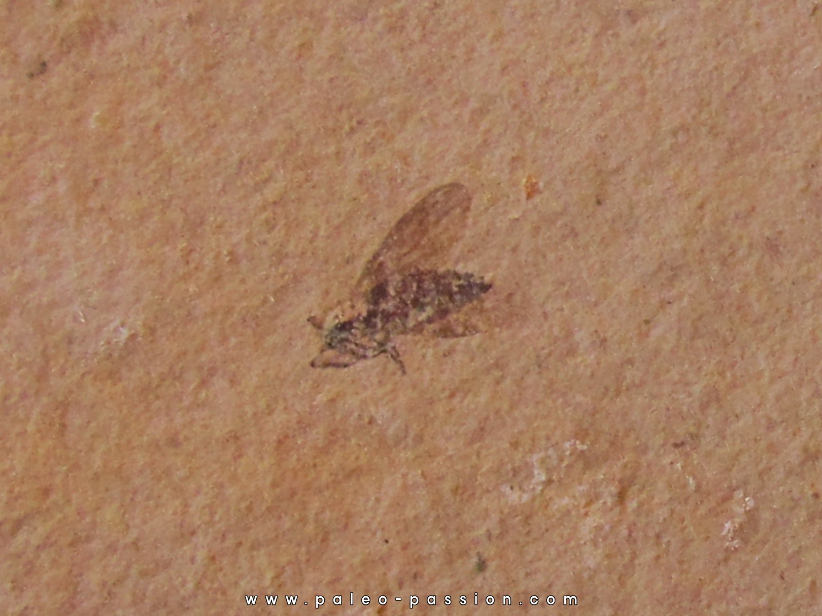 insect: DIPTERE