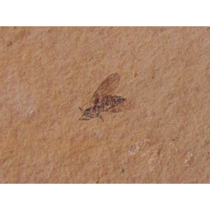 insect: DIPTERE