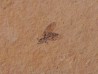 insect: DIPTERE