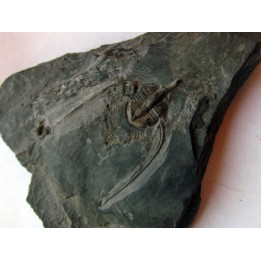 AMPYX PRISCUS