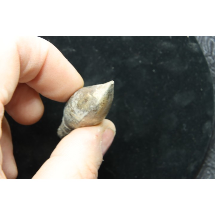 pathologic mosasaur tooth: Globidens sp. - upper cretaceous - Rosebud County, Montana