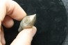 pathologic mosasaur tooth: Globidens sp. - upper cretaceous - Rosebud County, Montana