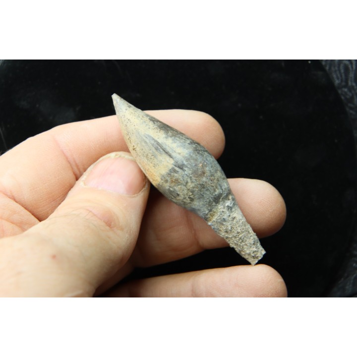 pathologic mosasaur tooth: Globidens sp. - upper cretaceous - Rosebud County, Montana