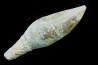 pathologic mosasaur tooth: Globidens sp. - upper cretaceous - Rosebud County, Montana