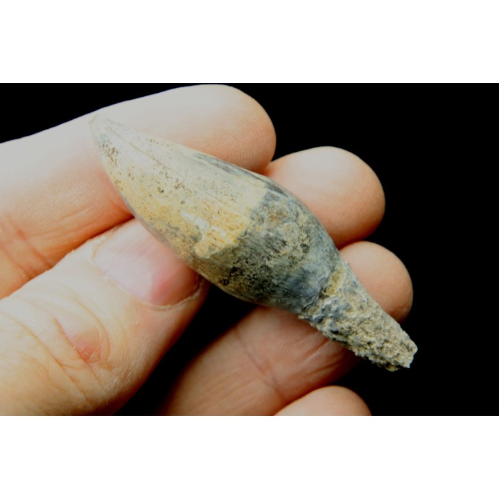 pathologic mosasaur tooth: Globidens sp. - upper cretaceous - Rosebud County, Montana
