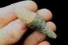 pathologic mosasaur tooth: Globidens sp. - upper cretaceous - Rosebud County, Montana