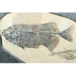 PHAREODUS ENCAUSTUS and diplomystus dentatus - Eocene - green river fmt - (F2 - split fish) - Wyoming - USA