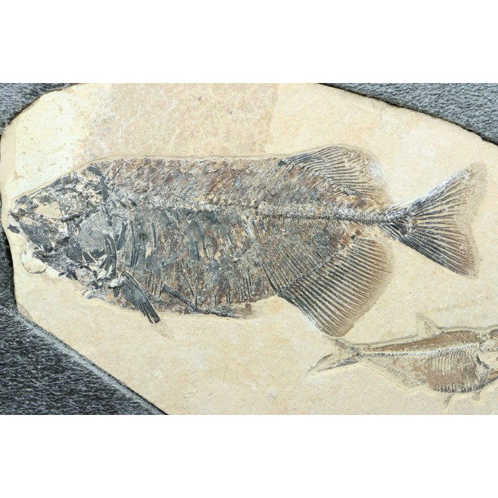 PHAREODUS ENCAUSTUS et diplomystus dentatus  - Eocène - green river fmt- Wyoming - USA