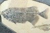 PHAREODUS ENCAUSTUS and diplomystus dentatus - Eocene - green river fmt - (F2 - split fish) - Wyoming - USA