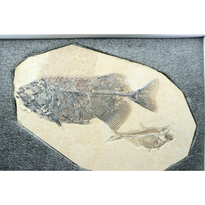 PHAREODUS ENCAUSTUS et diplomystus dentatus  - Eocène - green river fmt- Wyoming - USA