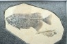 PHAREODUS ENCAUSTUS and diplomystus dentatus - Eocene - green river fmt - (F2 - split fish) - Wyoming - USA