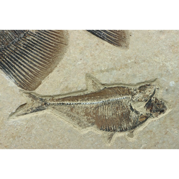 PHAREODUS ENCAUSTUS et diplomystus dentatus  - Eocène - green river fmt- Wyoming - USA