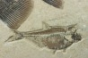 PHAREODUS ENCAUSTUS et diplomystus dentatus  - Eocène - green river fmt- Wyoming - USA