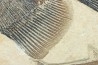 PHAREODUS ENCAUSTUS and diplomystus dentatus - Eocene - green river fmt - (F2 - split fish) - Wyoming - USA
