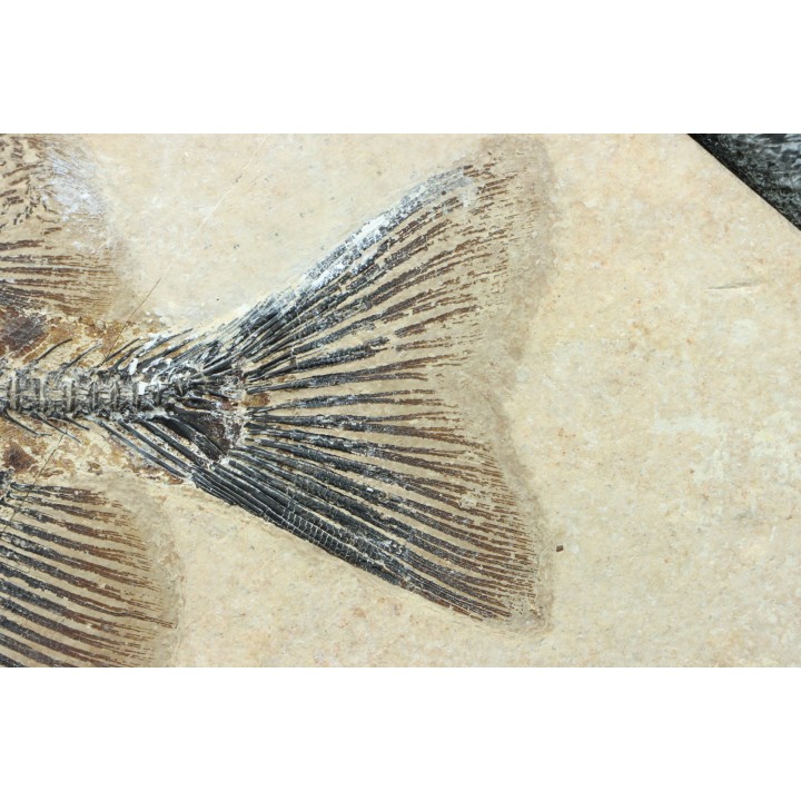 PHAREODUS ENCAUSTUS et diplomystus dentatus  - Eocène - green river fmt- Wyoming - USA