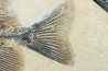 PHAREODUS ENCAUSTUS and diplomystus dentatus - Eocene - green river fmt - (F2 - split fish) - Wyoming - USA