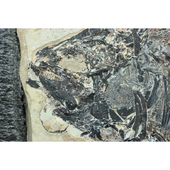 PHAREODUS ENCAUSTUS and diplomystus dentatus - Eocene - green river fmt - (F2 - split fish) - Wyoming - USA