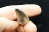 Big size PHYTOSAURE sp. tooth - Bull Canyon Formation - upper triassic - New Mexico - USA