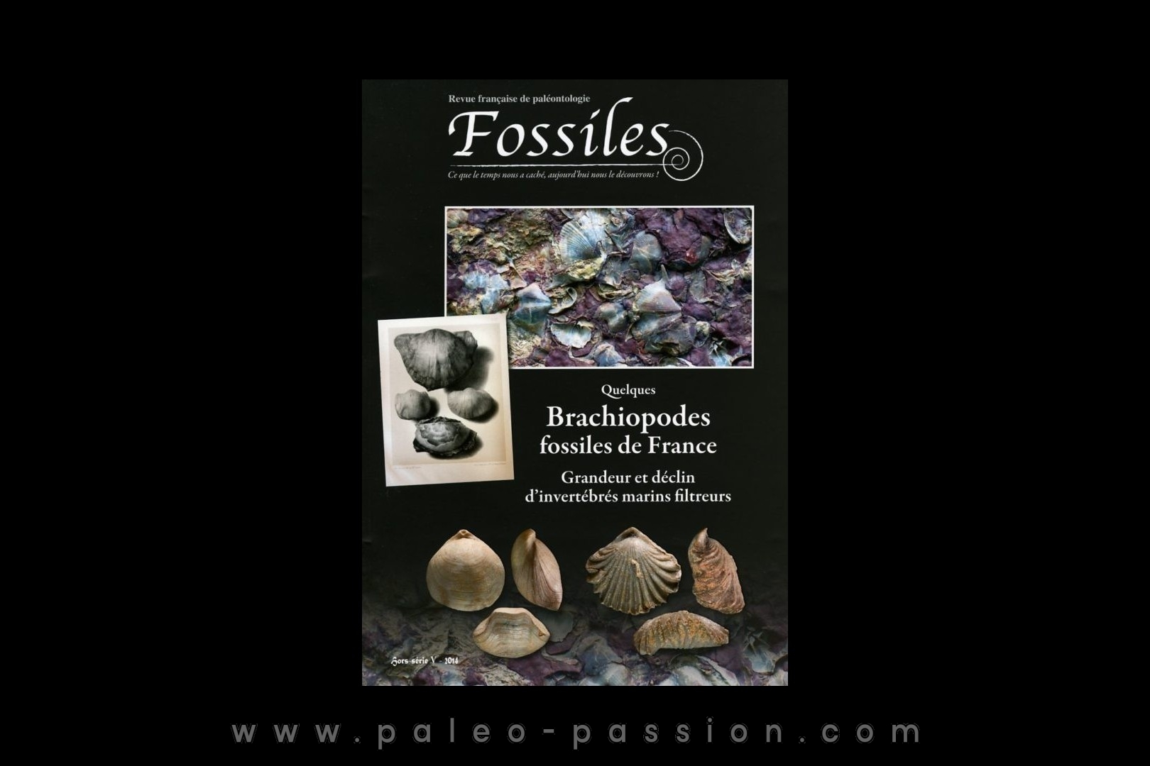 FOSSILES hors série 2014 Quelques Brachiopodes fossiles de France.