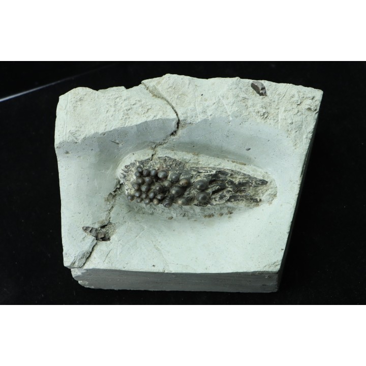 Lepidotes teeth : Scheenstia mantelli - Berriasian - Cherves-de-cognac, FRANCE