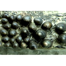 Dents de poisson type Lépidotes : Scheenstia mantelli - Berriasien - Cherves-de-cognac, FRANCE