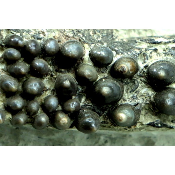 Dents de poisson type Lépidotes : Scheenstia mantelli - Berriasien - Cherves-de-cognac, FRANCE