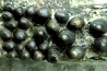 Lepidotes teeth : Scheenstia mantelli - Berriasian - Cherves-de-cognac, FRANCE