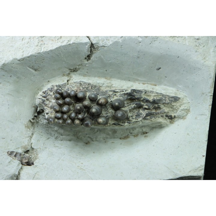 Dents de poisson type Lépidotes : Scheenstia mantelli - Berriasien - Cherves-de-cognac, FRANCE
