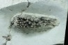 Dents de poisson type Lépidotes : Scheenstia mantelli - Berriasien - Cherves-de-cognac, FRANCE
