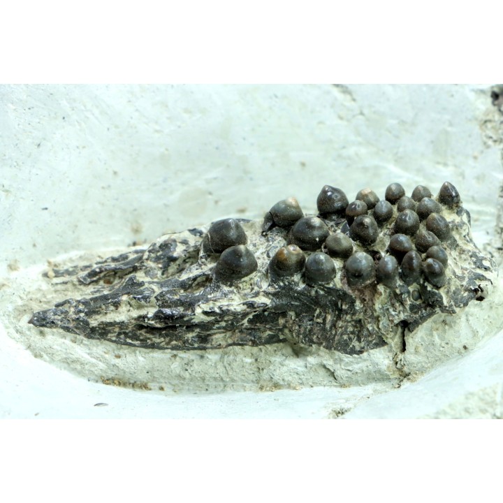 Dents de poisson type Lépidotes : Scheenstia mantelli - Berriasien - Cherves-de-cognac, FRANCE