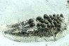 Lepidotes teeth : Scheenstia mantelli - Berriasian - Cherves-de-cognac, FRANCE