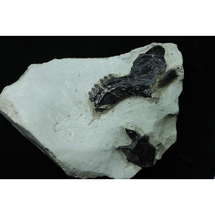 Lepidotes mandibule and scale: Scheenstia mantelli - Berriasian - Cherves-de-cognac, FRANCE