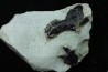 Mandibule et écaille de poisson type Lépidotes : Scheenstia mantelli - Berriasien - Cherves-de-cognac, FRANCE