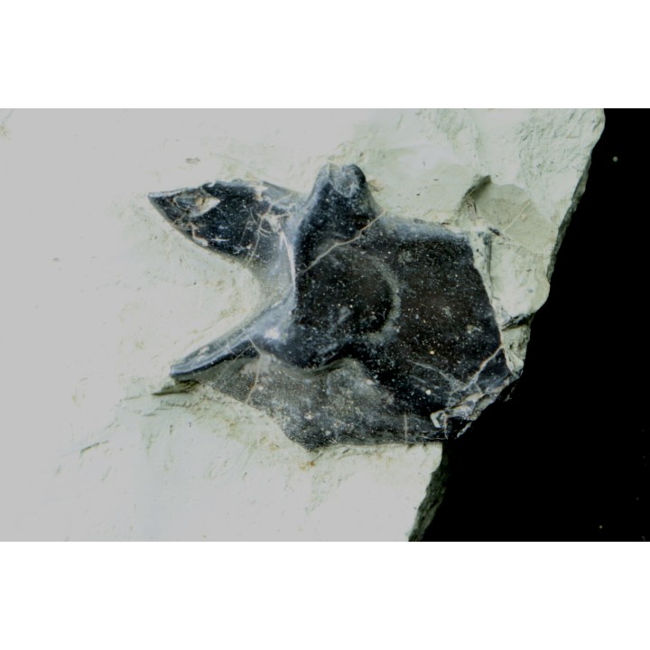 Mandibule et écaille de poisson type Lépidotes : Scheenstia mantelli - Berriasien - Cherves-de-cognac, FRANCE