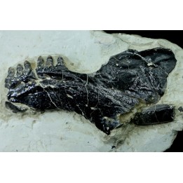 Lepidotes mandibule and scale: Scheenstia mantelli - Berriasian - Cherves-de-cognac, FRANCE