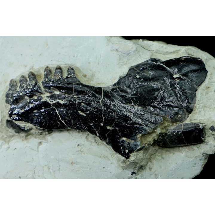 Mandibule et écaille de poisson type Lépidotes : Scheenstia mantelli - Berriasien - Cherves-de-cognac, FRANCE