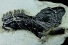Mandibule et écaille de poisson type Lépidotes : Scheenstia mantelli - Berriasien - Cherves-de-cognac, FRANCE