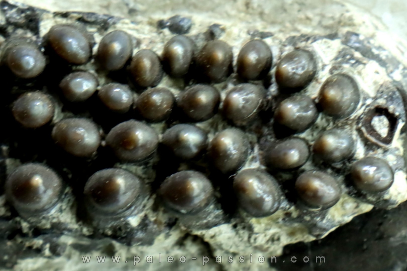 Lepidotes teeth : Scheenstia mantelli - Berriasian - Cherves-de-cognac, FRANCE