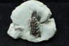 Lepidotes teeth : Scheenstia mantelli - Berriasian - Cherves-de-cognac, FRANCE