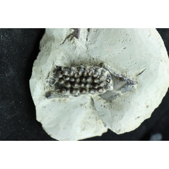 Dents de poisson type Lépidotes : Scheenstia mantelli - Berriasien - Cherves-de-cognac, FRANCE