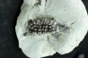 Lepidotes teeth : Scheenstia mantelli - Berriasian - Cherves-de-cognac, FRANCE