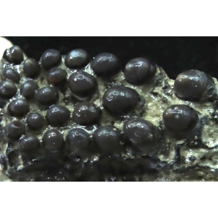Lepidotes teeth : Scheenstia mantelli - Berriasian - Cherves-de-cognac, FRANCE