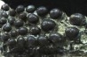Lepidotes teeth : Scheenstia mantelli - Berriasian - Cherves-de-cognac, FRANCE