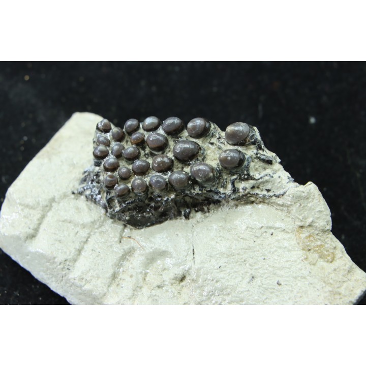 Lepidotes teeth : Scheenstia mantelli - Berriasian - Cherves-de-cognac, FRANCE