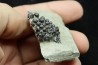 Lepidotes teeth : Scheenstia mantelli - Berriasian - Cherves-de-cognac, FRANCE