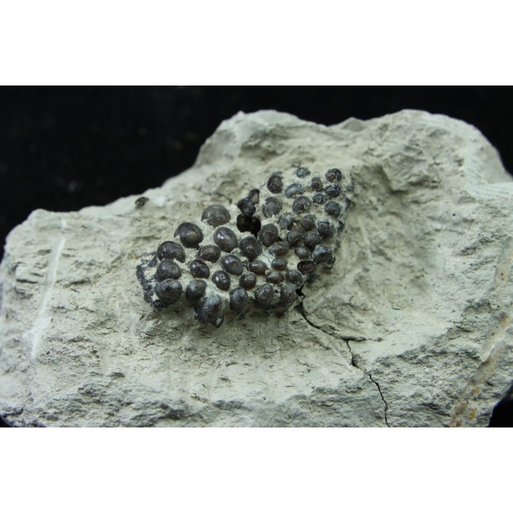 Lepidotes teeth : Scheenstia mantelli - Berriasian - Cherves-de-cognac, FRANCE