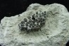 Lepidotes teeth : Scheenstia mantelli - Berriasian - Cherves-de-cognac, FRANCE