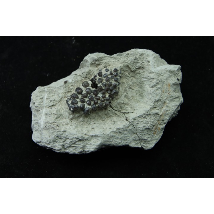 Lepidotes teeth : Scheenstia mantelli - Berriasian - Cherves-de-cognac, FRANCE