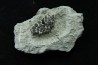 Lepidotes teeth : Scheenstia mantelli - Berriasian - Cherves-de-cognac, FRANCE
